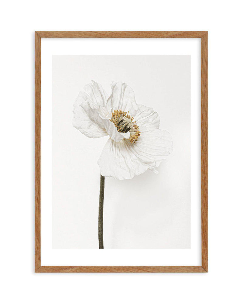 White Poppy II Art Print-PRINT-Olive et Oriel-Olive et Oriel-50x70 cm | 19.6" x 27.5"-Walnut-With White Border-Buy-Australian-Art-Prints-Online-with-Olive-et-Oriel-Your-Artwork-Specialists-Austrailia-Decorate-With-Coastal-Photo-Wall-Art-Prints-From-Our-Beach-House-Artwork-Collection-Fine-Poster-and-Framed-Artwork