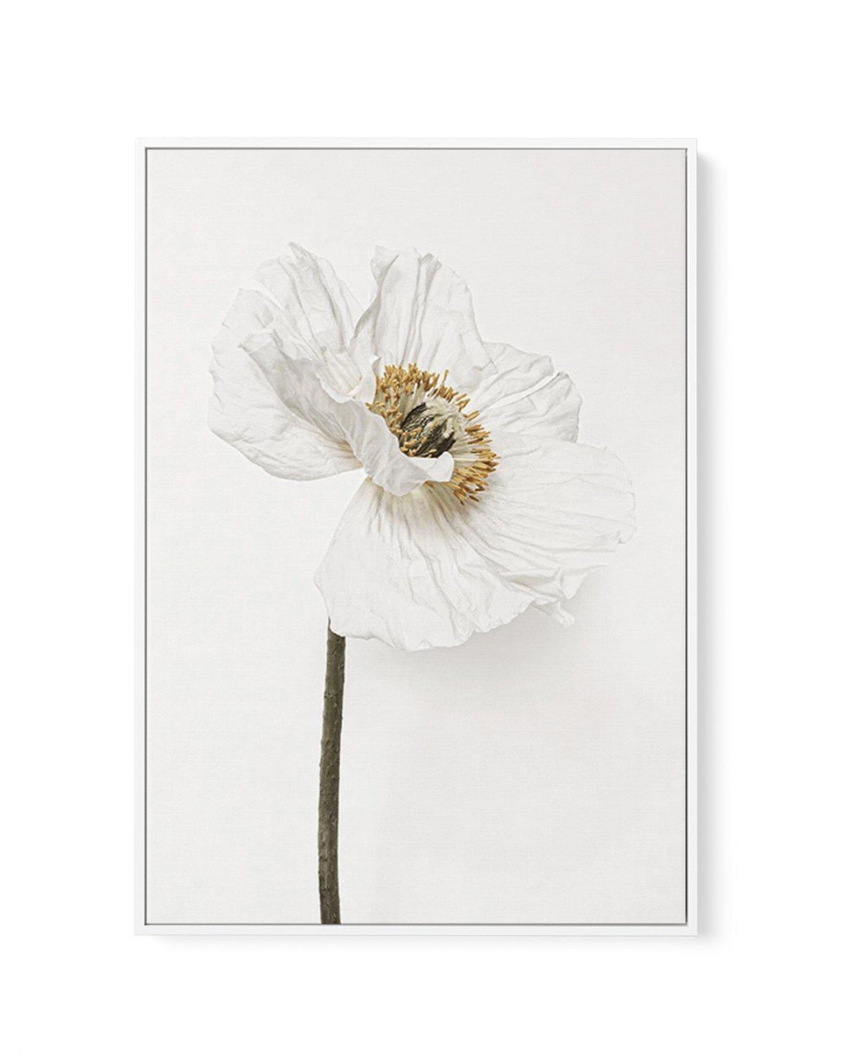 White Poppy II | Framed Canvas-CANVAS-You can shop wall art online with Olive et Oriel for everything from abstract art to fun kids wall art. Our beautiful modern art prints and canvas art are available from large canvas prints to wall art paintings and our proudly Australian artwork collection offers only the highest quality framed large wall art and canvas art Australia - You can buy fashion photography prints or Hampton print posters and paintings on canvas from Olive et Oriel and have them d