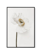 White Poppy II | Framed Canvas-CANVAS-You can shop wall art online with Olive et Oriel for everything from abstract art to fun kids wall art. Our beautiful modern art prints and canvas art are available from large canvas prints to wall art paintings and our proudly Australian artwork collection offers only the highest quality framed large wall art and canvas art Australia - You can buy fashion photography prints or Hampton print posters and paintings on canvas from Olive et Oriel and have them d