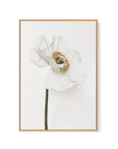 White Poppy II | Framed Canvas-CANVAS-You can shop wall art online with Olive et Oriel for everything from abstract art to fun kids wall art. Our beautiful modern art prints and canvas art are available from large canvas prints to wall art paintings and our proudly Australian artwork collection offers only the highest quality framed large wall art and canvas art Australia - You can buy fashion photography prints or Hampton print posters and paintings on canvas from Olive et Oriel and have them d