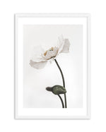 White Poppy III Art Print-PRINT-Olive et Oriel-Olive et Oriel-A5 | 5.8" x 8.3" | 14.8 x 21cm-White-With White Border-Buy-Australian-Art-Prints-Online-with-Olive-et-Oriel-Your-Artwork-Specialists-Austrailia-Decorate-With-Coastal-Photo-Wall-Art-Prints-From-Our-Beach-House-Artwork-Collection-Fine-Poster-and-Framed-Artwork