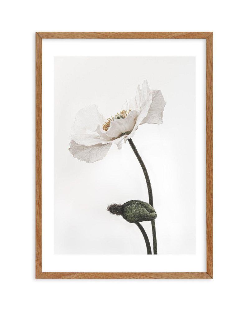 White Poppy III Art Print-PRINT-Olive et Oriel-Olive et Oriel-50x70 cm | 19.6" x 27.5"-Walnut-With White Border-Buy-Australian-Art-Prints-Online-with-Olive-et-Oriel-Your-Artwork-Specialists-Austrailia-Decorate-With-Coastal-Photo-Wall-Art-Prints-From-Our-Beach-House-Artwork-Collection-Fine-Poster-and-Framed-Artwork