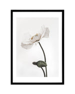 White Poppy III Art Print-PRINT-Olive et Oriel-Olive et Oriel-A5 | 5.8" x 8.3" | 14.8 x 21cm-Black-With White Border-Buy-Australian-Art-Prints-Online-with-Olive-et-Oriel-Your-Artwork-Specialists-Austrailia-Decorate-With-Coastal-Photo-Wall-Art-Prints-From-Our-Beach-House-Artwork-Collection-Fine-Poster-and-Framed-Artwork