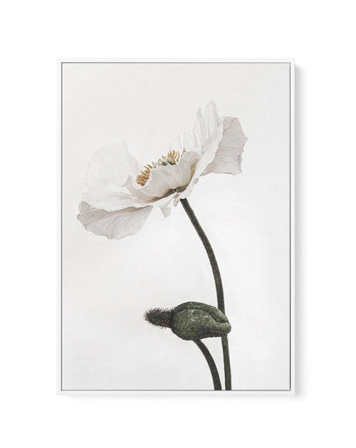 White Poppy III | Framed Canvas-CANVAS-You can shop wall art online with Olive et Oriel for everything from abstract art to fun kids wall art. Our beautiful modern art prints and canvas art are available from large canvas prints to wall art paintings and our proudly Australian artwork collection offers only the highest quality framed large wall art and canvas art Australia - You can buy fashion photography prints or Hampton print posters and paintings on canvas from Olive et Oriel and have them 