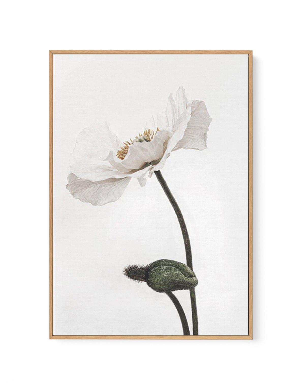 White Poppy III | Framed Canvas-CANVAS-You can shop wall art online with Olive et Oriel for everything from abstract art to fun kids wall art. Our beautiful modern art prints and canvas art are available from large canvas prints to wall art paintings and our proudly Australian artwork collection offers only the highest quality framed large wall art and canvas art Australia - You can buy fashion photography prints or Hampton print posters and paintings on canvas from Olive et Oriel and have them 