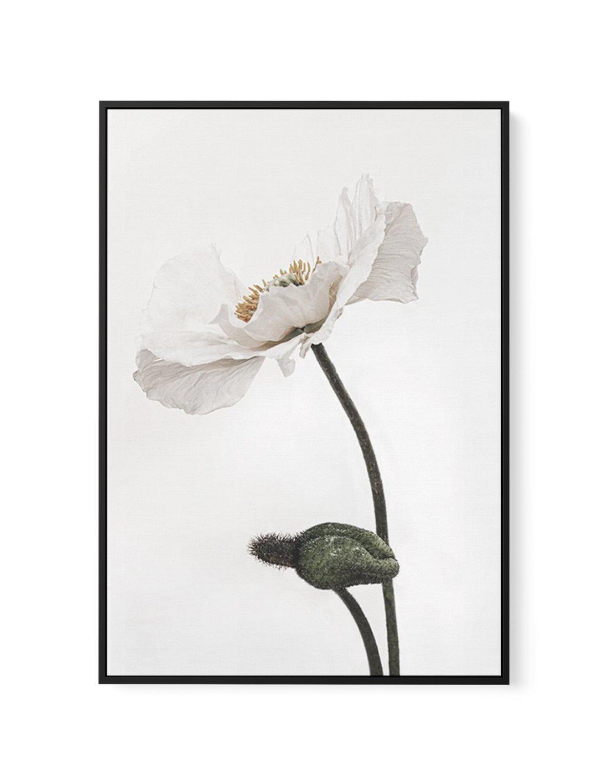 White Poppy III | Framed Canvas-CANVAS-You can shop wall art online with Olive et Oriel for everything from abstract art to fun kids wall art. Our beautiful modern art prints and canvas art are available from large canvas prints to wall art paintings and our proudly Australian artwork collection offers only the highest quality framed large wall art and canvas art Australia - You can buy fashion photography prints or Hampton print posters and paintings on canvas from Olive et Oriel and have them 