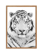 White Tiger Art Print-PRINT-Olive et Oriel-Olive et Oriel-50x70 cm | 19.6" x 27.5"-Walnut-With White Border-Buy-Australian-Art-Prints-Online-with-Olive-et-Oriel-Your-Artwork-Specialists-Austrailia-Decorate-With-Coastal-Photo-Wall-Art-Prints-From-Our-Beach-House-Artwork-Collection-Fine-Poster-and-Framed-Artwork