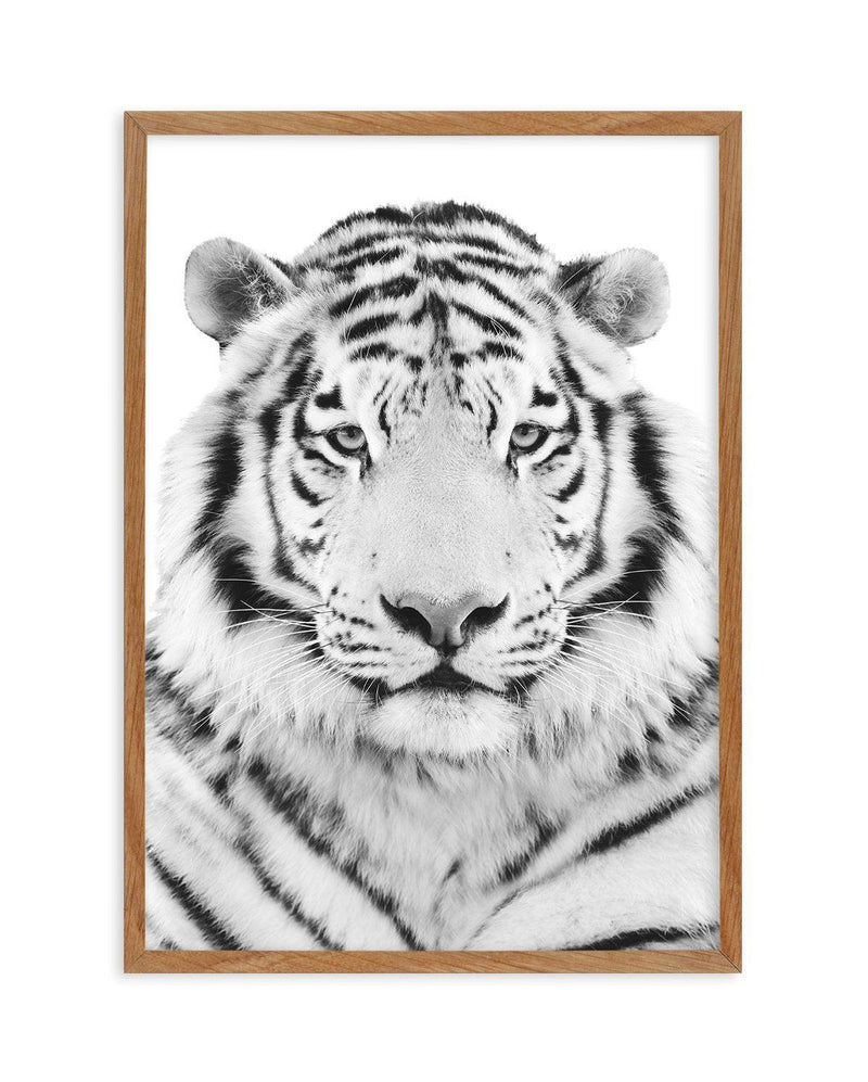 White Tiger Art Print-PRINT-Olive et Oriel-Olive et Oriel-50x70 cm | 19.6" x 27.5"-Walnut-With White Border-Buy-Australian-Art-Prints-Online-with-Olive-et-Oriel-Your-Artwork-Specialists-Austrailia-Decorate-With-Coastal-Photo-Wall-Art-Prints-From-Our-Beach-House-Artwork-Collection-Fine-Poster-and-Framed-Artwork