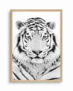 White Tiger Art Print-PRINT-Olive et Oriel-Olive et Oriel-A5 | 5.8" x 8.3" | 14.8 x 21cm-Oak-With White Border-Buy-Australian-Art-Prints-Online-with-Olive-et-Oriel-Your-Artwork-Specialists-Austrailia-Decorate-With-Coastal-Photo-Wall-Art-Prints-From-Our-Beach-House-Artwork-Collection-Fine-Poster-and-Framed-Artwork