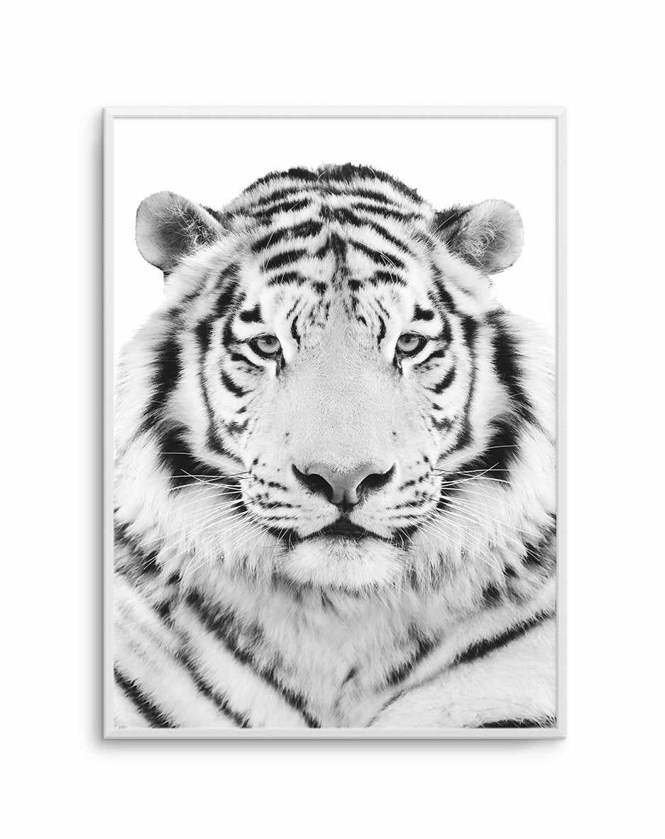 White Tiger Art Print-PRINT-Olive et Oriel-Olive et Oriel-A5 | 5.8" x 8.3" | 14.8 x 21cm-Unframed Art Print-With White Border-Buy-Australian-Art-Prints-Online-with-Olive-et-Oriel-Your-Artwork-Specialists-Austrailia-Decorate-With-Coastal-Photo-Wall-Art-Prints-From-Our-Beach-House-Artwork-Collection-Fine-Poster-and-Framed-Artwork