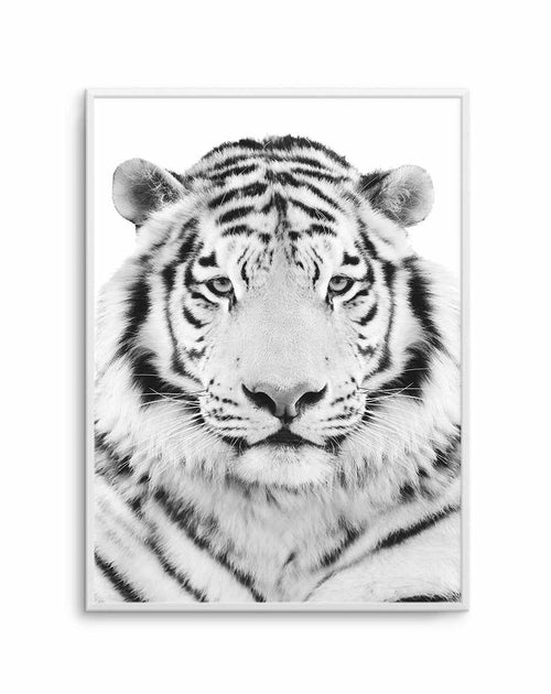 White Tiger Art Print-PRINT-Olive et Oriel-Olive et Oriel-A5 | 5.8" x 8.3" | 14.8 x 21cm-Unframed Art Print-With White Border-Buy-Australian-Art-Prints-Online-with-Olive-et-Oriel-Your-Artwork-Specialists-Austrailia-Decorate-With-Coastal-Photo-Wall-Art-Prints-From-Our-Beach-House-Artwork-Collection-Fine-Poster-and-Framed-Artwork