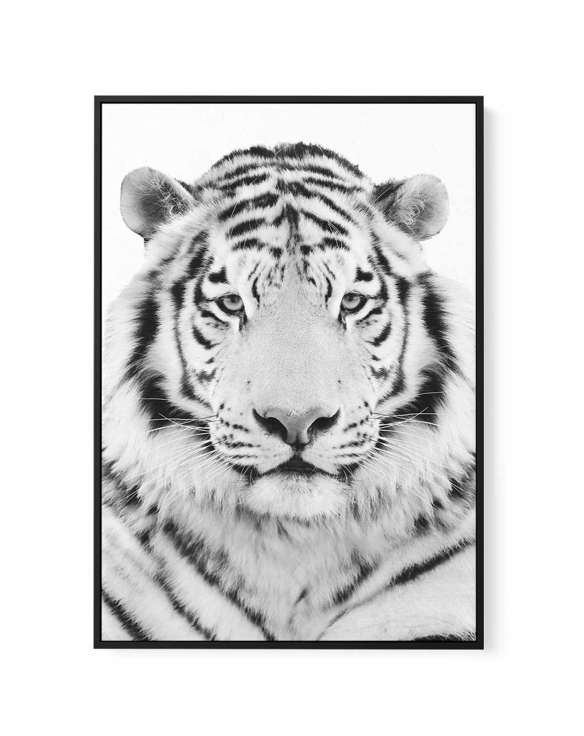 White Tiger | Framed Canvas-CANVAS-You can shop wall art online with Olive et Oriel for everything from abstract art to fun kids wall art. Our beautiful modern art prints and canvas art are available from large canvas prints to wall art paintings and our proudly Australian artwork collection offers only the highest quality framed large wall art and canvas art Australia - You can buy fashion photography prints or Hampton print posters and paintings on canvas from Olive et Oriel and have them deli