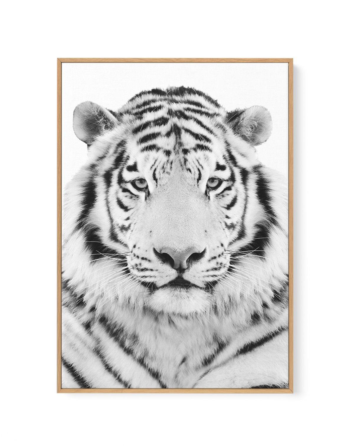 White Tiger | Framed Canvas-CANVAS-You can shop wall art online with Olive et Oriel for everything from abstract art to fun kids wall art. Our beautiful modern art prints and canvas art are available from large canvas prints to wall art paintings and our proudly Australian artwork collection offers only the highest quality framed large wall art and canvas art Australia - You can buy fashion photography prints or Hampton print posters and paintings on canvas from Olive et Oriel and have them deli