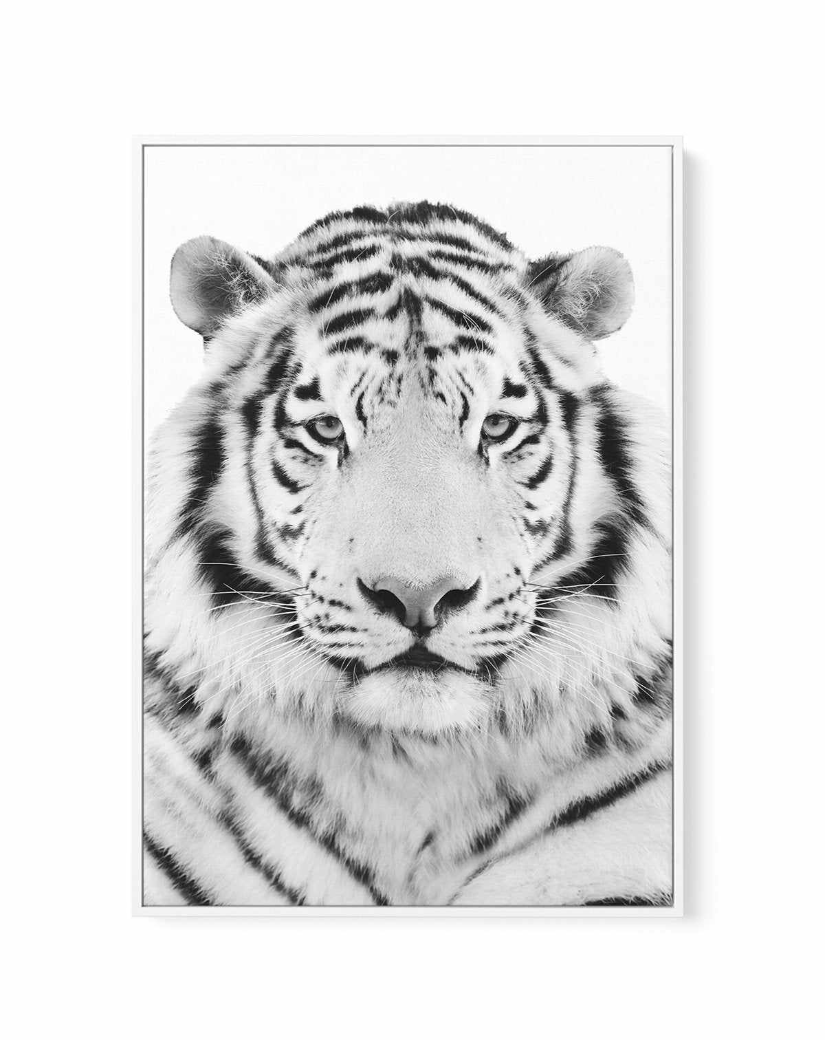 White Tiger Photographic Framed Canvas Artwork – Olive et Oriel