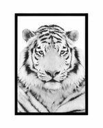 White Tiger Art Print-PRINT-Olive et Oriel-Olive et Oriel-A5 | 5.8" x 8.3" | 14.8 x 21cm-Black-With White Border-Buy-Australian-Art-Prints-Online-with-Olive-et-Oriel-Your-Artwork-Specialists-Austrailia-Decorate-With-Coastal-Photo-Wall-Art-Prints-From-Our-Beach-House-Artwork-Collection-Fine-Poster-and-Framed-Artwork