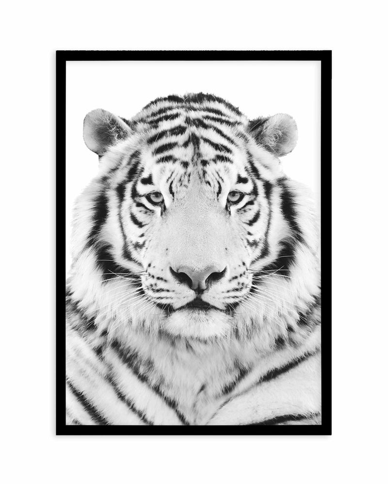 White Tiger Art Print-PRINT-Olive et Oriel-Olive et Oriel-A5 | 5.8" x 8.3" | 14.8 x 21cm-Black-With White Border-Buy-Australian-Art-Prints-Online-with-Olive-et-Oriel-Your-Artwork-Specialists-Austrailia-Decorate-With-Coastal-Photo-Wall-Art-Prints-From-Our-Beach-House-Artwork-Collection-Fine-Poster-and-Framed-Artwork