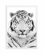 White Tiger Art Print-PRINT-Olive et Oriel-Olive et Oriel-A5 | 5.8" x 8.3" | 14.8 x 21cm-White-With White Border-Buy-Australian-Art-Prints-Online-with-Olive-et-Oriel-Your-Artwork-Specialists-Austrailia-Decorate-With-Coastal-Photo-Wall-Art-Prints-From-Our-Beach-House-Artwork-Collection-Fine-Poster-and-Framed-Artwork