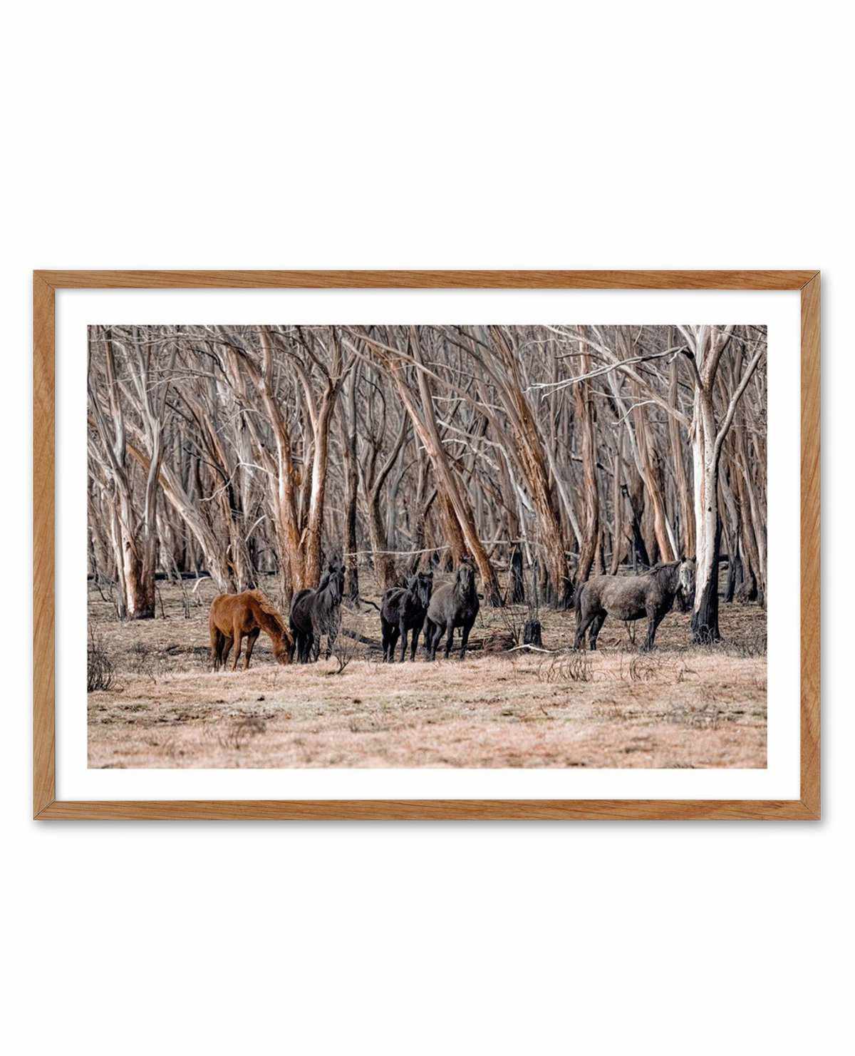 Wild Brumbies | After Fire Art Print-PRINT-Olive et Oriel-Olive et Oriel-50x70 cm | 19.6" x 27.5"-Walnut-With White Border-Buy-Australian-Art-Prints-Online-with-Olive-et-Oriel-Your-Artwork-Specialists-Austrailia-Decorate-With-Coastal-Photo-Wall-Art-Prints-From-Our-Beach-House-Artwork-Collection-Fine-Poster-and-Framed-Artwork