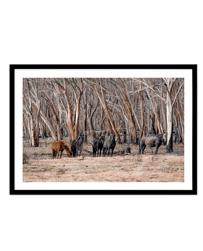 Wild Brumbies | After Fire Art Print-PRINT-Olive et Oriel-Olive et Oriel-A5 | 5.8" x 8.3" | 14.8 x 21cm-Black-With White Border-Buy-Australian-Art-Prints-Online-with-Olive-et-Oriel-Your-Artwork-Specialists-Austrailia-Decorate-With-Coastal-Photo-Wall-Art-Prints-From-Our-Beach-House-Artwork-Collection-Fine-Poster-and-Framed-Artwork