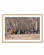Wild Brumbies | After Fire Art Print-PRINT-Olive et Oriel-Olive et Oriel-A5 | 5.8" x 8.3" | 14.8 x 21cm-Oak-With White Border-Buy-Australian-Art-Prints-Online-with-Olive-et-Oriel-Your-Artwork-Specialists-Austrailia-Decorate-With-Coastal-Photo-Wall-Art-Prints-From-Our-Beach-House-Artwork-Collection-Fine-Poster-and-Framed-Artwork
