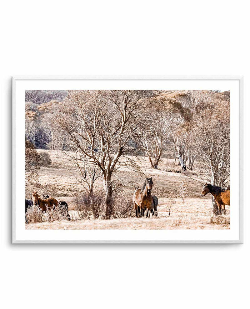 Wild Brumbies | Protector Art Print-PRINT-Olive et Oriel-Olive et Oriel-A5 | 5.8" x 8.3" | 14.8 x 21cm-Unframed Art Print-With White Border-Buy-Australian-Art-Prints-Online-with-Olive-et-Oriel-Your-Artwork-Specialists-Austrailia-Decorate-With-Coastal-Photo-Wall-Art-Prints-From-Our-Beach-House-Artwork-Collection-Fine-Poster-and-Framed-Artwork
