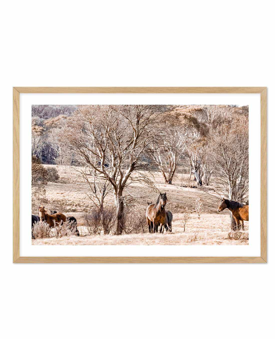 Wild Brumbies | Protector Art Print-PRINT-Olive et Oriel-Olive et Oriel-A5 | 5.8" x 8.3" | 14.8 x 21cm-Oak-With White Border-Buy-Australian-Art-Prints-Online-with-Olive-et-Oriel-Your-Artwork-Specialists-Austrailia-Decorate-With-Coastal-Photo-Wall-Art-Prints-From-Our-Beach-House-Artwork-Collection-Fine-Poster-and-Framed-Artwork