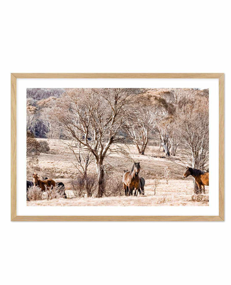Wild Brumbies | Protector Art Print-PRINT-Olive et Oriel-Olive et Oriel-A5 | 5.8" x 8.3" | 14.8 x 21cm-Oak-With White Border-Buy-Australian-Art-Prints-Online-with-Olive-et-Oriel-Your-Artwork-Specialists-Austrailia-Decorate-With-Coastal-Photo-Wall-Art-Prints-From-Our-Beach-House-Artwork-Collection-Fine-Poster-and-Framed-Artwork