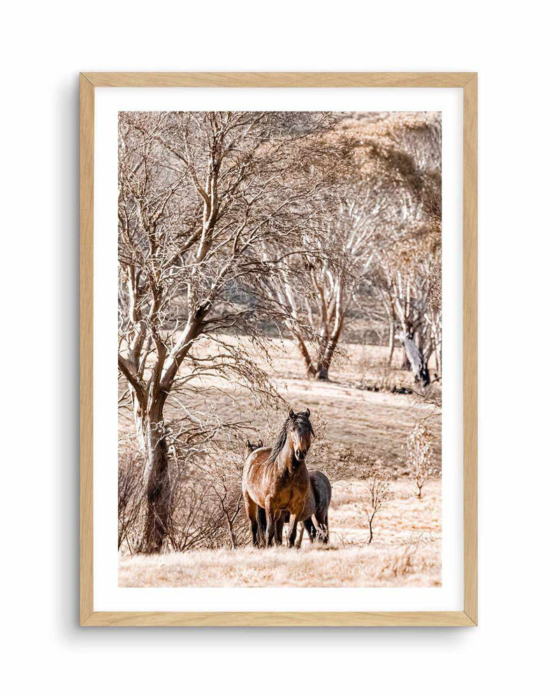 Wild Brumbies | Stallion Art Print-PRINT-Olive et Oriel-Olive et Oriel-A5 | 5.8" x 8.3" | 14.8 x 21cm-Oak-With White Border-Buy-Australian-Art-Prints-Online-with-Olive-et-Oriel-Your-Artwork-Specialists-Austrailia-Decorate-With-Coastal-Photo-Wall-Art-Prints-From-Our-Beach-House-Artwork-Collection-Fine-Poster-and-Framed-Artwork