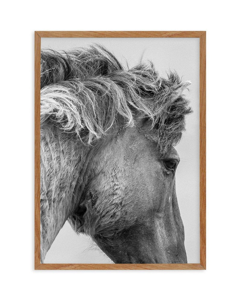Wild Horse Close-up Art Print-PRINT-Olive et Oriel-Olive et Oriel-50x70 cm | 19.6" x 27.5"-Walnut-With White Border-Buy-Australian-Art-Prints-Online-with-Olive-et-Oriel-Your-Artwork-Specialists-Austrailia-Decorate-With-Coastal-Photo-Wall-Art-Prints-From-Our-Beach-House-Artwork-Collection-Fine-Poster-and-Framed-Artwork