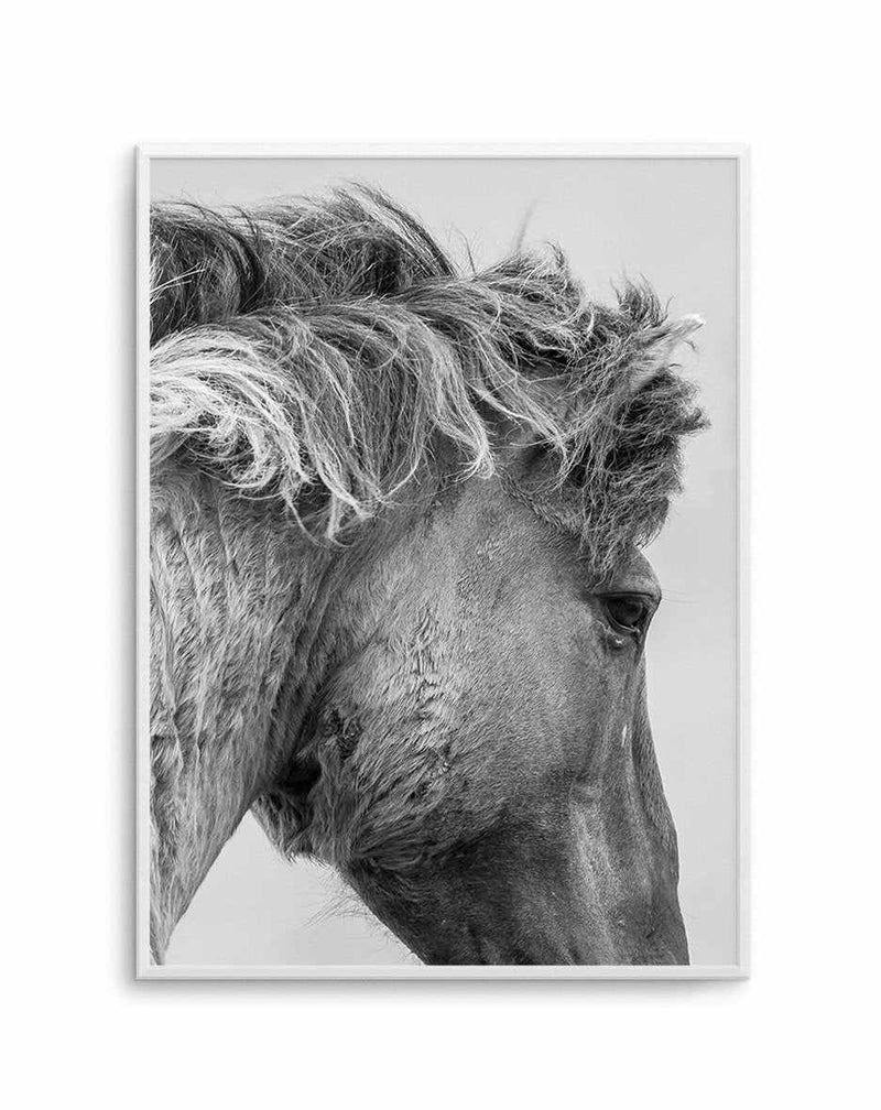 Wild Horse Close-up Art Print-PRINT-Olive et Oriel-Olive et Oriel-A5 | 5.8" x 8.3" | 14.8 x 21cm-Unframed Art Print-With White Border-Buy-Australian-Art-Prints-Online-with-Olive-et-Oriel-Your-Artwork-Specialists-Austrailia-Decorate-With-Coastal-Photo-Wall-Art-Prints-From-Our-Beach-House-Artwork-Collection-Fine-Poster-and-Framed-Artwork