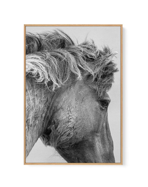 Wild Horse Close-up | Framed Canvas-CANVAS-You can shop wall art online with Olive et Oriel for everything from abstract art to fun kids wall art. Our beautiful modern art prints and canvas art are available from large canvas prints to wall art paintings and our proudly Australian artwork collection offers only the highest quality framed large wall art and canvas art Australia - You can buy fashion photography prints or Hampton print posters and paintings on canvas from Olive et Oriel and have t