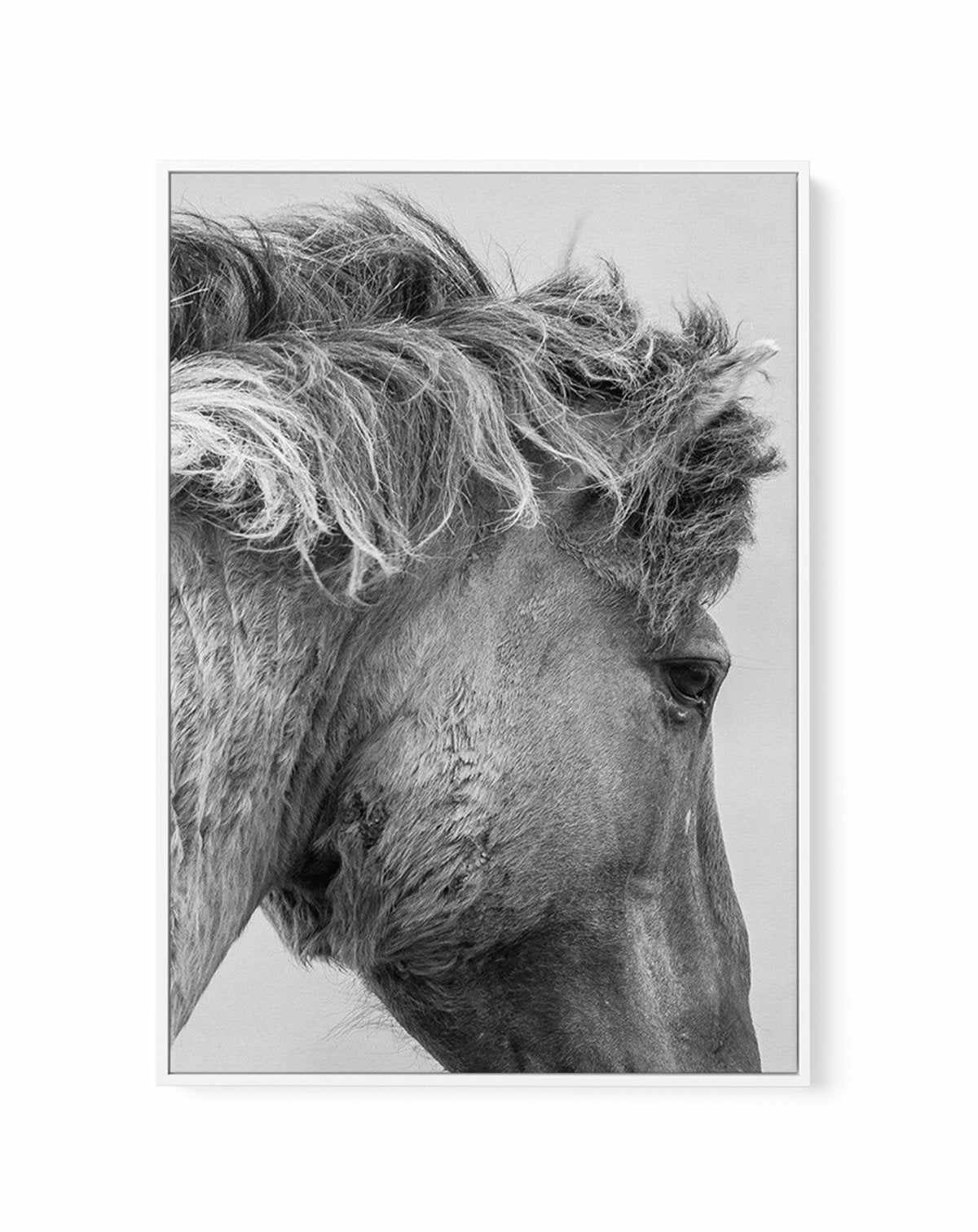 Wild Horse Close-up | Framed Canvas-CANVAS-You can shop wall art online with Olive et Oriel for everything from abstract art to fun kids wall art. Our beautiful modern art prints and canvas art are available from large canvas prints to wall art paintings and our proudly Australian artwork collection offers only the highest quality framed large wall art and canvas art Australia - You can buy fashion photography prints or Hampton print posters and paintings on canvas from Olive et Oriel and have t