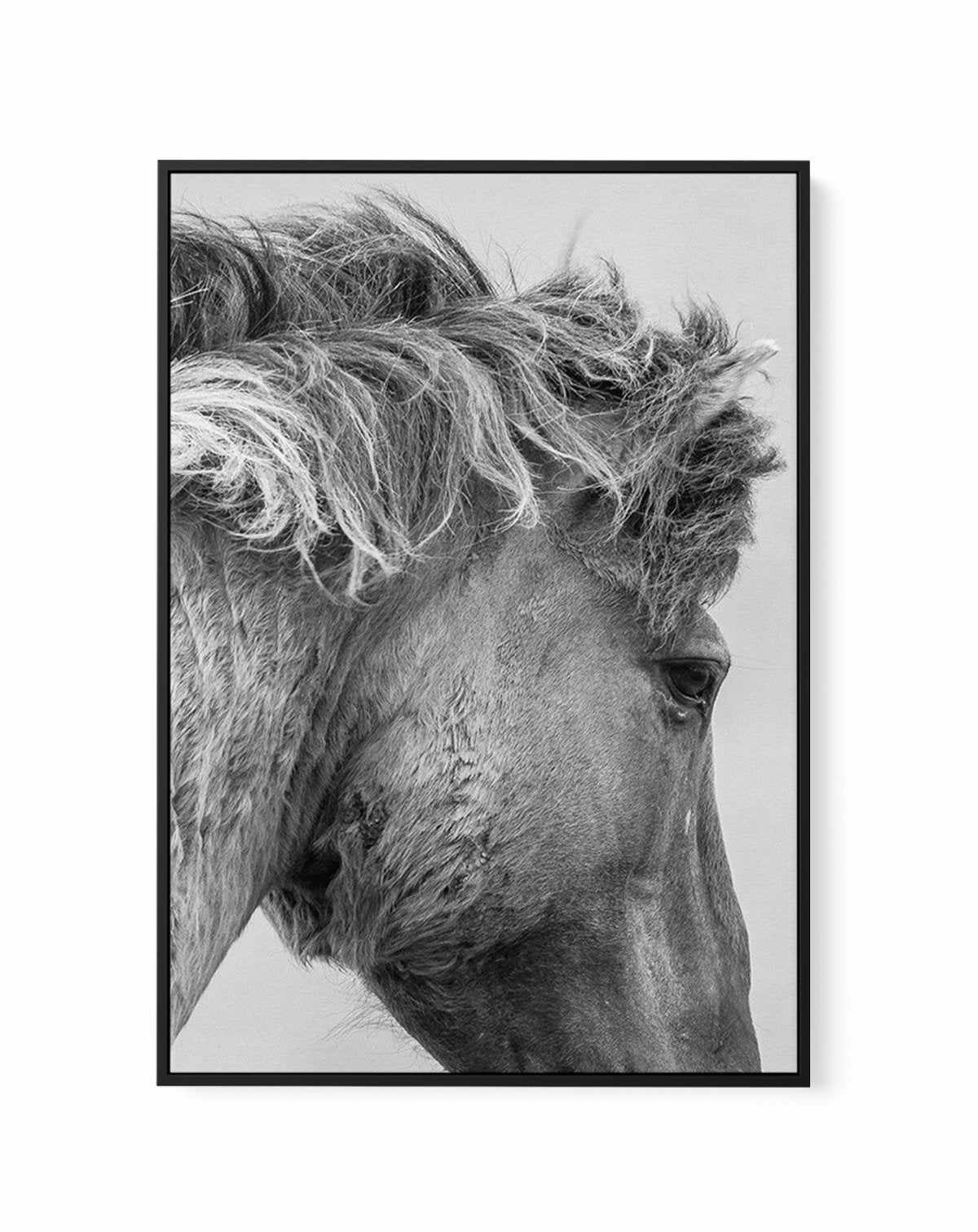 Wild Horse Close-up | Framed Canvas-CANVAS-You can shop wall art online with Olive et Oriel for everything from abstract art to fun kids wall art. Our beautiful modern art prints and canvas art are available from large canvas prints to wall art paintings and our proudly Australian artwork collection offers only the highest quality framed large wall art and canvas art Australia - You can buy fashion photography prints or Hampton print posters and paintings on canvas from Olive et Oriel and have t