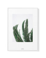 Wild Palms | Framed Canvas-CANVAS-You can shop wall art online with Olive et Oriel for everything from abstract art to fun kids wall art. Our beautiful modern art prints and canvas art are available from large canvas prints to wall art paintings and our proudly Australian artwork collection offers only the highest quality framed large wall art and canvas art Australia - You can buy fashion photography prints or Hampton print posters and paintings on canvas from Olive et Oriel and have them deliv