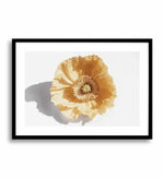 Yellow Poppy Art Print-PRINT-Olive et Oriel-Olive et Oriel-A5 | 5.8" x 8.3" | 14.8 x 21cm-Black-With White Border-Buy-Australian-Art-Prints-Online-with-Olive-et-Oriel-Your-Artwork-Specialists-Austrailia-Decorate-With-Coastal-Photo-Wall-Art-Prints-From-Our-Beach-House-Artwork-Collection-Fine-Poster-and-Framed-Artwork