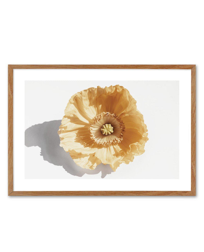 Yellow Poppy Art Print-PRINT-Olive et Oriel-Olive et Oriel-50x70 cm | 19.6" x 27.5"-Walnut-With White Border-Buy-Australian-Art-Prints-Online-with-Olive-et-Oriel-Your-Artwork-Specialists-Austrailia-Decorate-With-Coastal-Photo-Wall-Art-Prints-From-Our-Beach-House-Artwork-Collection-Fine-Poster-and-Framed-Artwork