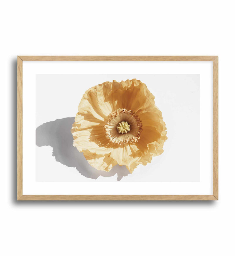 Yellow Poppy Art Print-PRINT-Olive et Oriel-Olive et Oriel-A5 | 5.8" x 8.3" | 14.8 x 21cm-Oak-With White Border-Buy-Australian-Art-Prints-Online-with-Olive-et-Oriel-Your-Artwork-Specialists-Austrailia-Decorate-With-Coastal-Photo-Wall-Art-Prints-From-Our-Beach-House-Artwork-Collection-Fine-Poster-and-Framed-Artwork