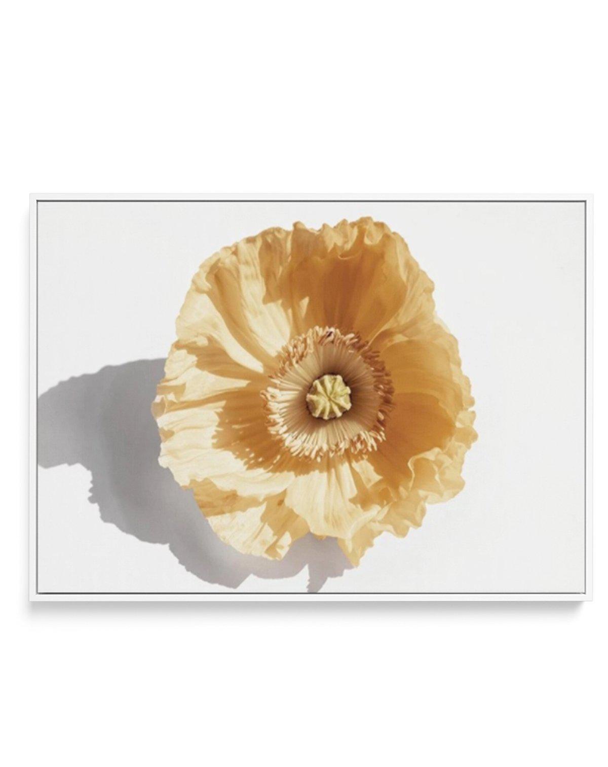 Yellow Poppy | Framed Canvas-CANVAS-You can shop wall art online with Olive et Oriel for everything from abstract art to fun kids wall art. Our beautiful modern art prints and canvas art are available from large canvas prints to wall art paintings and our proudly Australian artwork collection offers only the highest quality framed large wall art and canvas art Australia - You can buy fashion photography prints or Hampton print posters and paintings on canvas from Olive et Oriel and have them del