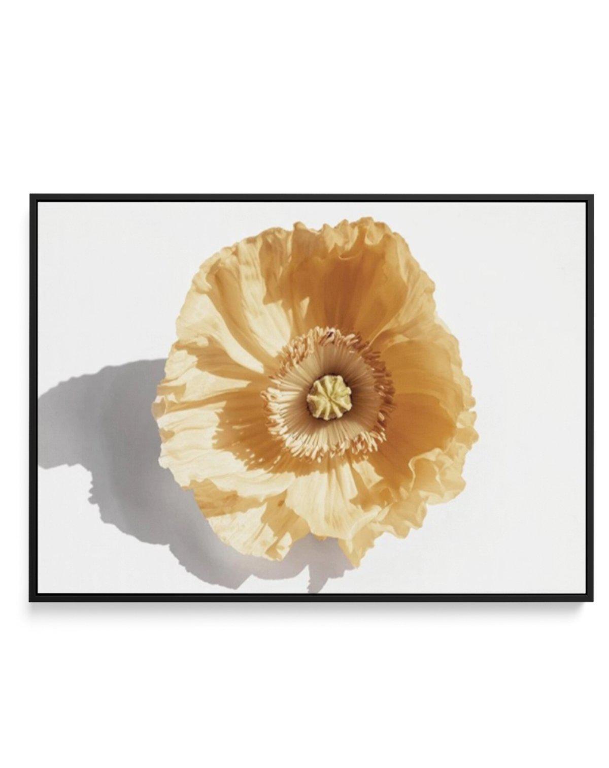 Yellow Poppy | Framed Canvas-CANVAS-You can shop wall art online with Olive et Oriel for everything from abstract art to fun kids wall art. Our beautiful modern art prints and canvas art are available from large canvas prints to wall art paintings and our proudly Australian artwork collection offers only the highest quality framed large wall art and canvas art Australia - You can buy fashion photography prints or Hampton print posters and paintings on canvas from Olive et Oriel and have them del