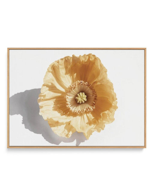 Yellow Poppy | Framed Canvas-CANVAS-You can shop wall art online with Olive et Oriel for everything from abstract art to fun kids wall art. Our beautiful modern art prints and canvas art are available from large canvas prints to wall art paintings and our proudly Australian artwork collection offers only the highest quality framed large wall art and canvas art Australia - You can buy fashion photography prints or Hampton print posters and paintings on canvas from Olive et Oriel and have them del