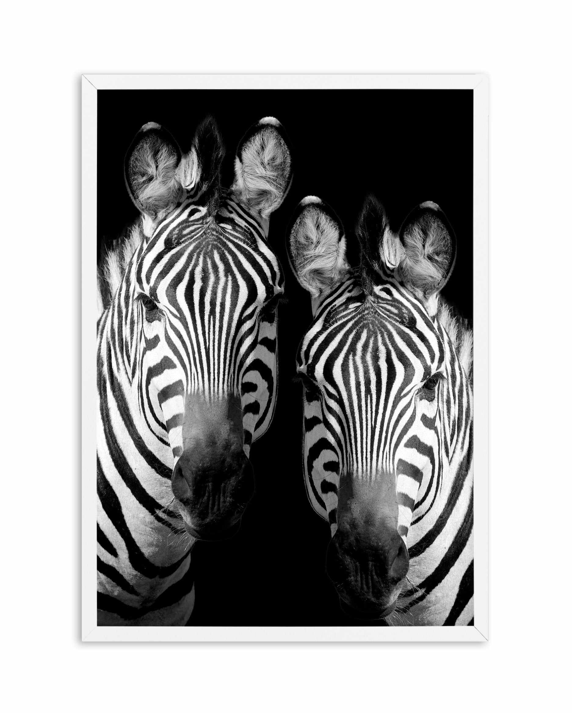 Zebra De Nuit | PT Art Print-PRINT-Olive et Oriel-Olive et Oriel-A5 | 5.8" x 8.3" | 14.8 x 21cm-White-With White Border-Buy-Australian-Art-Prints-Online-with-Olive-et-Oriel-Your-Artwork-Specialists-Austrailia-Decorate-With-Coastal-Photo-Wall-Art-Prints-From-Our-Beach-House-Artwork-Collection-Fine-Poster-and-Framed-Artwork