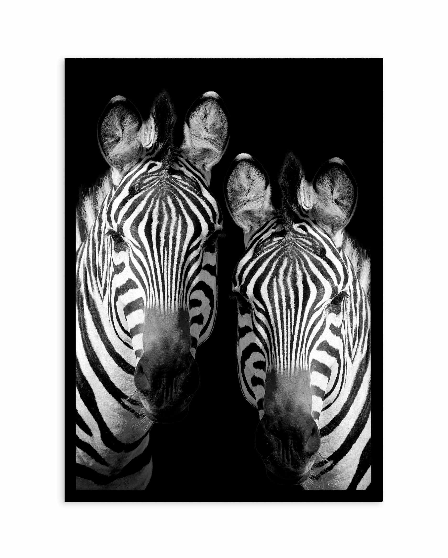 Zebra De Nuit | PT Art Print-PRINT-Olive et Oriel-Olive et Oriel-A5 | 5.8" x 8.3" | 14.8 x 21cm-Black-With White Border-Buy-Australian-Art-Prints-Online-with-Olive-et-Oriel-Your-Artwork-Specialists-Austrailia-Decorate-With-Coastal-Photo-Wall-Art-Prints-From-Our-Beach-House-Artwork-Collection-Fine-Poster-and-Framed-Artwork