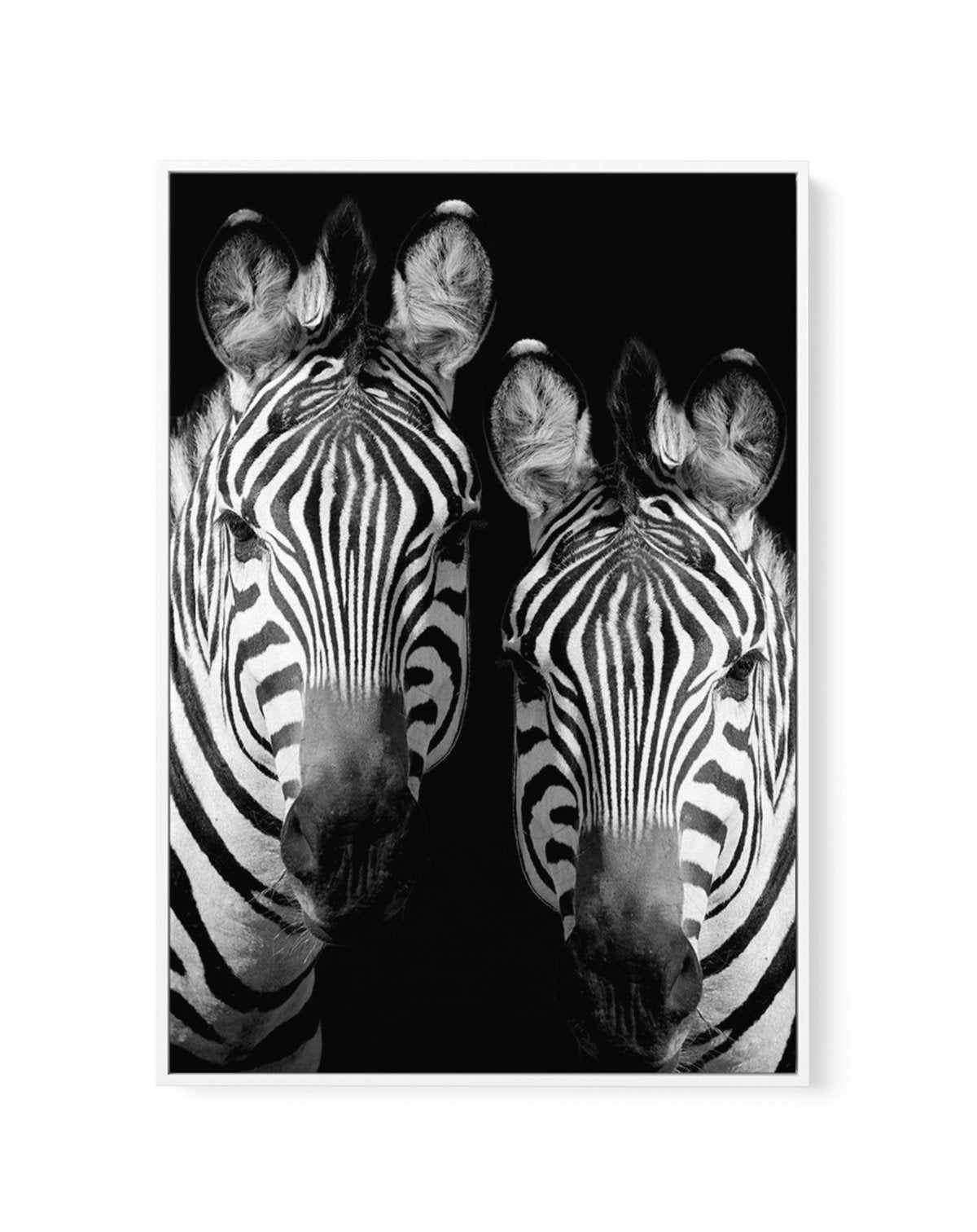 Zebra De Nuit | PT | Framed Canvas-CANVAS-You can shop wall art online with Olive et Oriel for everything from abstract art to fun kids wall art. Our beautiful modern art prints and canvas art are available from large canvas prints to wall art paintings and our proudly Australian artwork collection offers only the highest quality framed large wall art and canvas art Australia - You can buy fashion photography prints or Hampton print posters and paintings on canvas from Olive et Oriel and have th