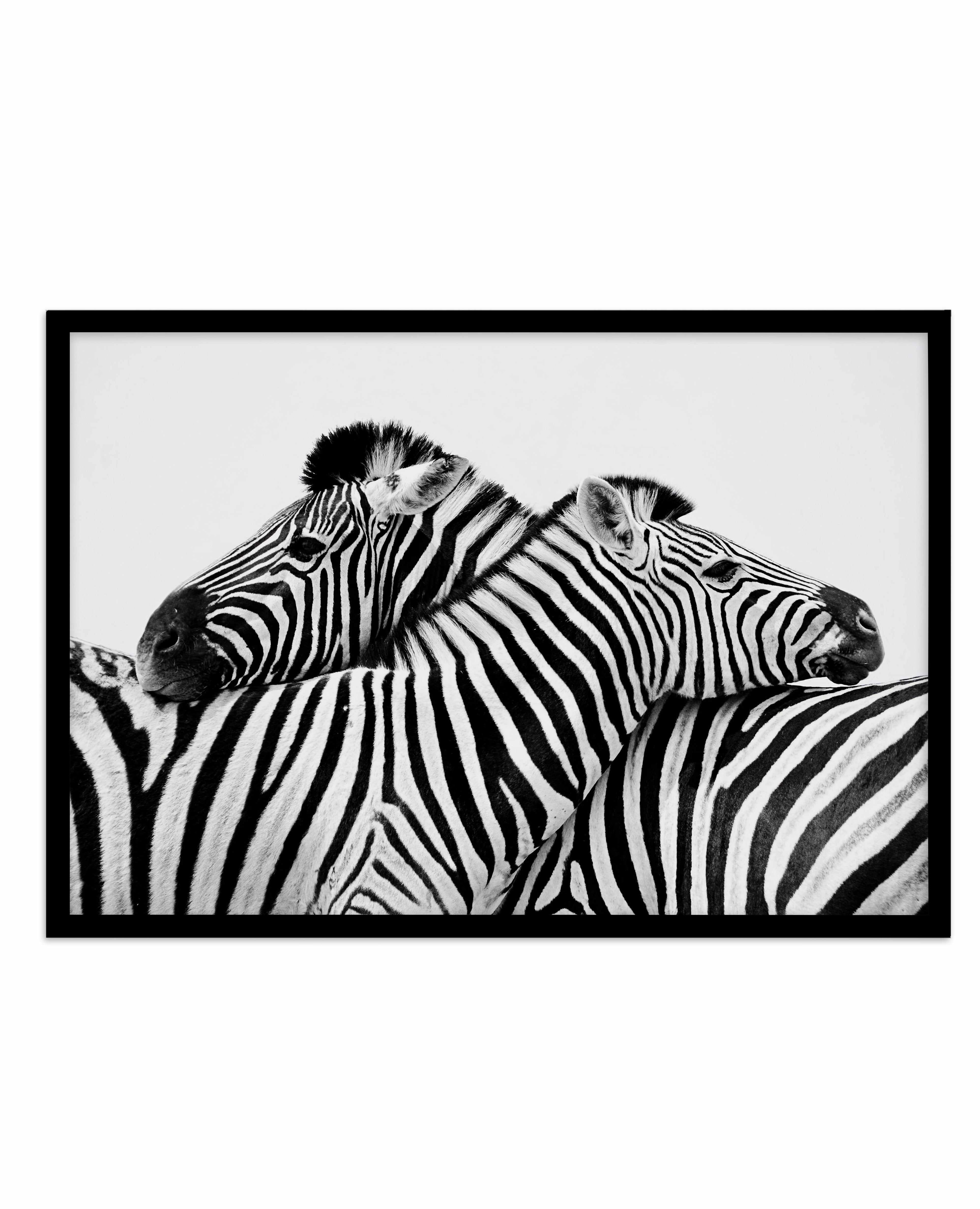 Zebras Embrace | LS Art Print-PRINT-Olive et Oriel-Olive et Oriel-A5 | 5.8" x 8.3" | 14.8 x 21cm-Black-With White Border-Buy-Australian-Art-Prints-Online-with-Olive-et-Oriel-Your-Artwork-Specialists-Austrailia-Decorate-With-Coastal-Photo-Wall-Art-Prints-From-Our-Beach-House-Artwork-Collection-Fine-Poster-and-Framed-Artwork