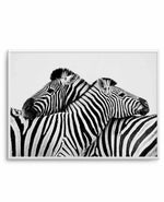 Zebras Embrace | LS Art Print-PRINT-Olive et Oriel-Olive et Oriel-A5 | 5.8" x 8.3" | 14.8 x 21cm-Unframed Art Print-With White Border-Buy-Australian-Art-Prints-Online-with-Olive-et-Oriel-Your-Artwork-Specialists-Austrailia-Decorate-With-Coastal-Photo-Wall-Art-Prints-From-Our-Beach-House-Artwork-Collection-Fine-Poster-and-Framed-Artwork