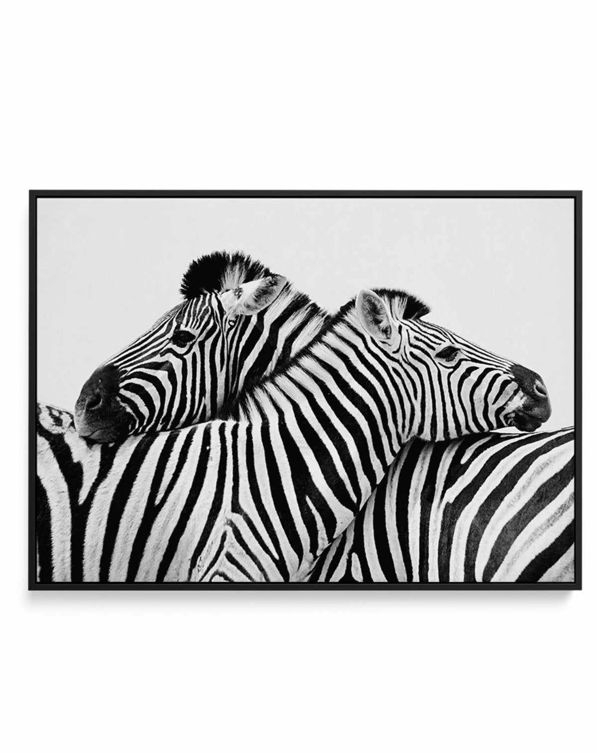 Zebras Embrace | LS | Framed Canvas-CANVAS-You can shop wall art online with Olive et Oriel for everything from abstract art to fun kids wall art. Our beautiful modern art prints and canvas art are available from large canvas prints to wall art paintings and our proudly Australian artwork collection offers only the highest quality framed large wall art and canvas art Australia - You can buy fashion photography prints or Hampton print posters and paintings on canvas from Olive et Oriel and have t