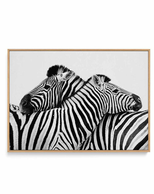 Zebras Embrace | LS | Framed Canvas-CANVAS-You can shop wall art online with Olive et Oriel for everything from abstract art to fun kids wall art. Our beautiful modern art prints and canvas art are available from large canvas prints to wall art paintings and our proudly Australian artwork collection offers only the highest quality framed large wall art and canvas art Australia - You can buy fashion photography prints or Hampton print posters and paintings on canvas from Olive et Oriel and have t